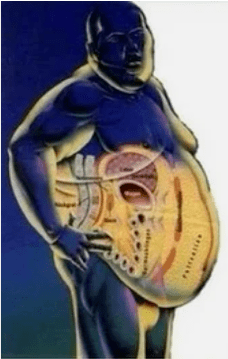 Fat or muscles